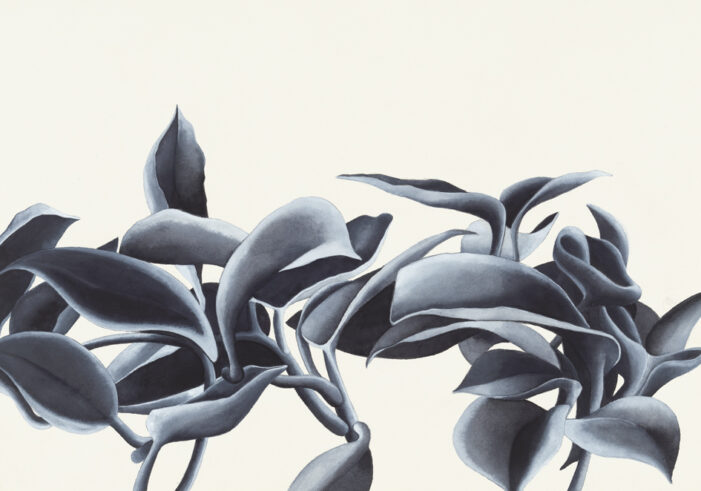 Flores /7