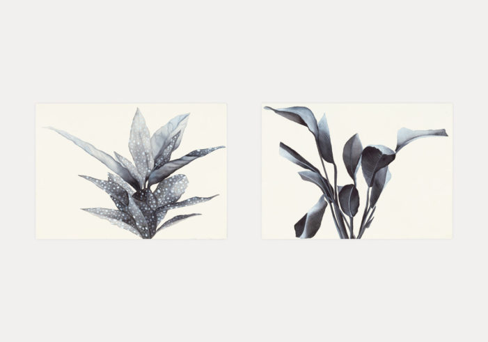 Flores /1 - Flores /2