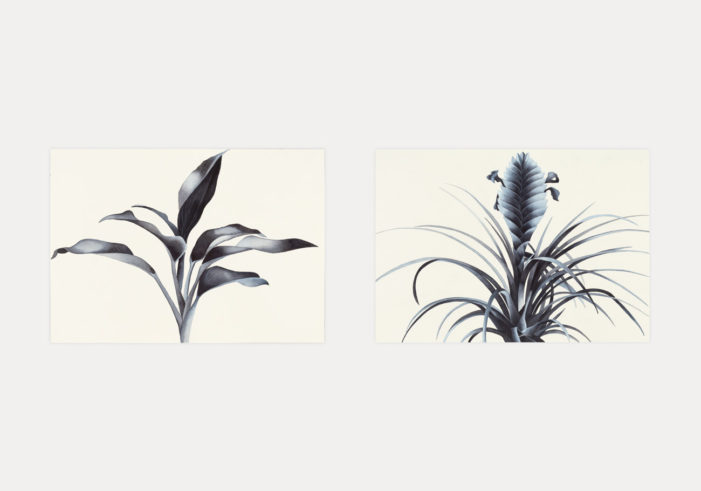 Flores /5 - Flores /10