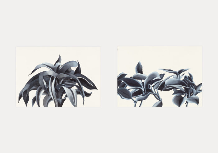 Flores /6 - Flores /7