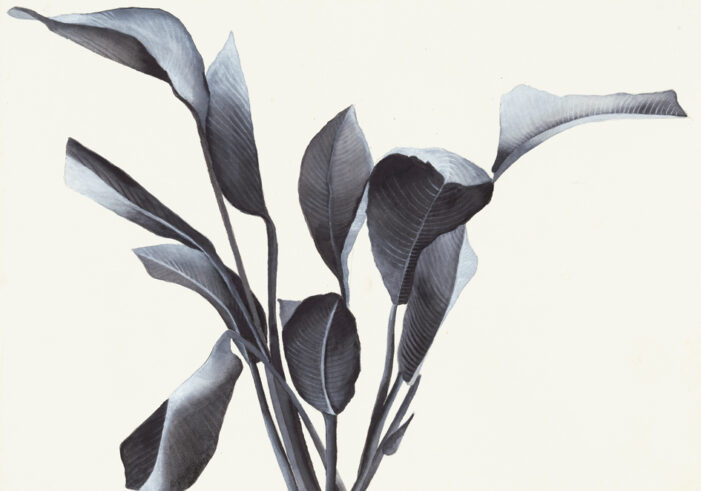Flores /2