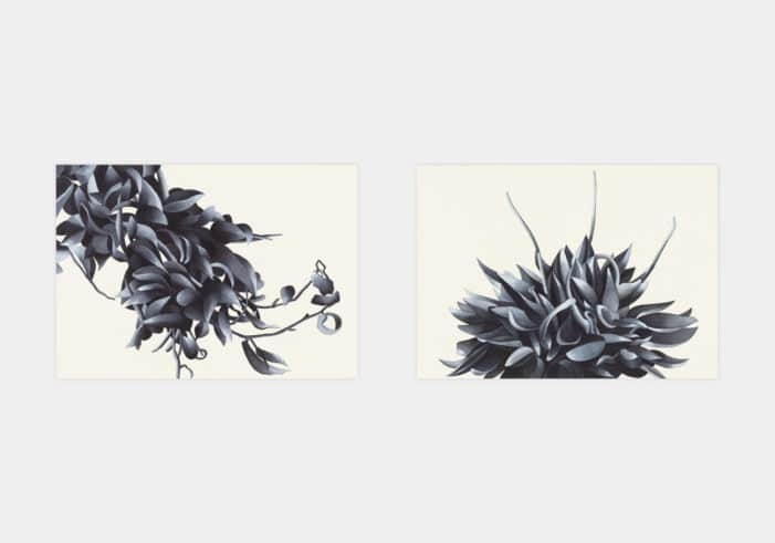 Flores /8 - Flores /9