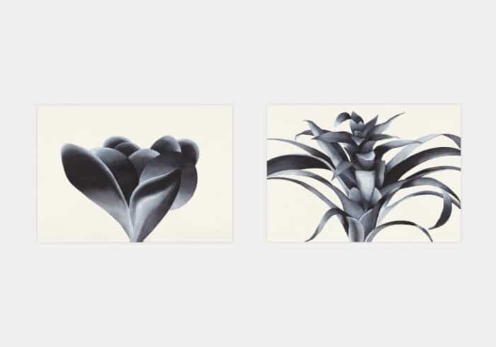 Flores /3 - Flores /4