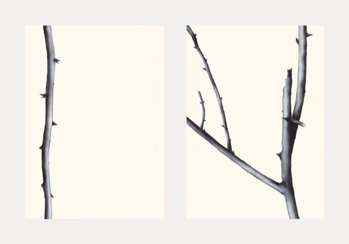 Robinia