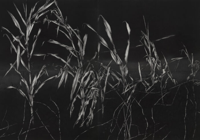 Gli alberi siamo noi /9