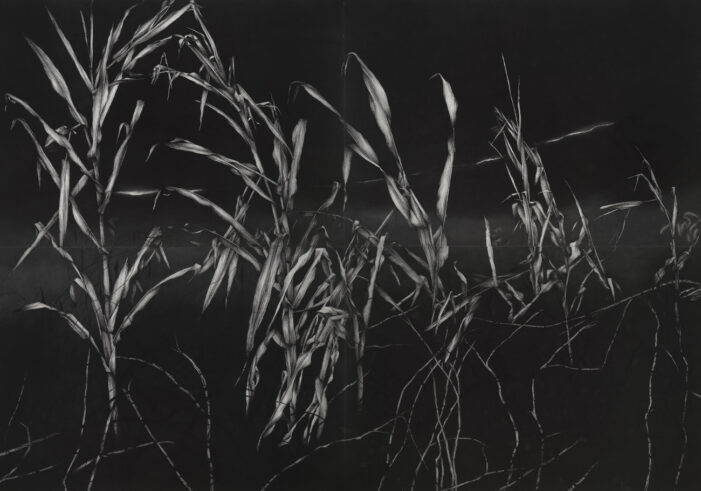 Gli alberi siamo noi /9