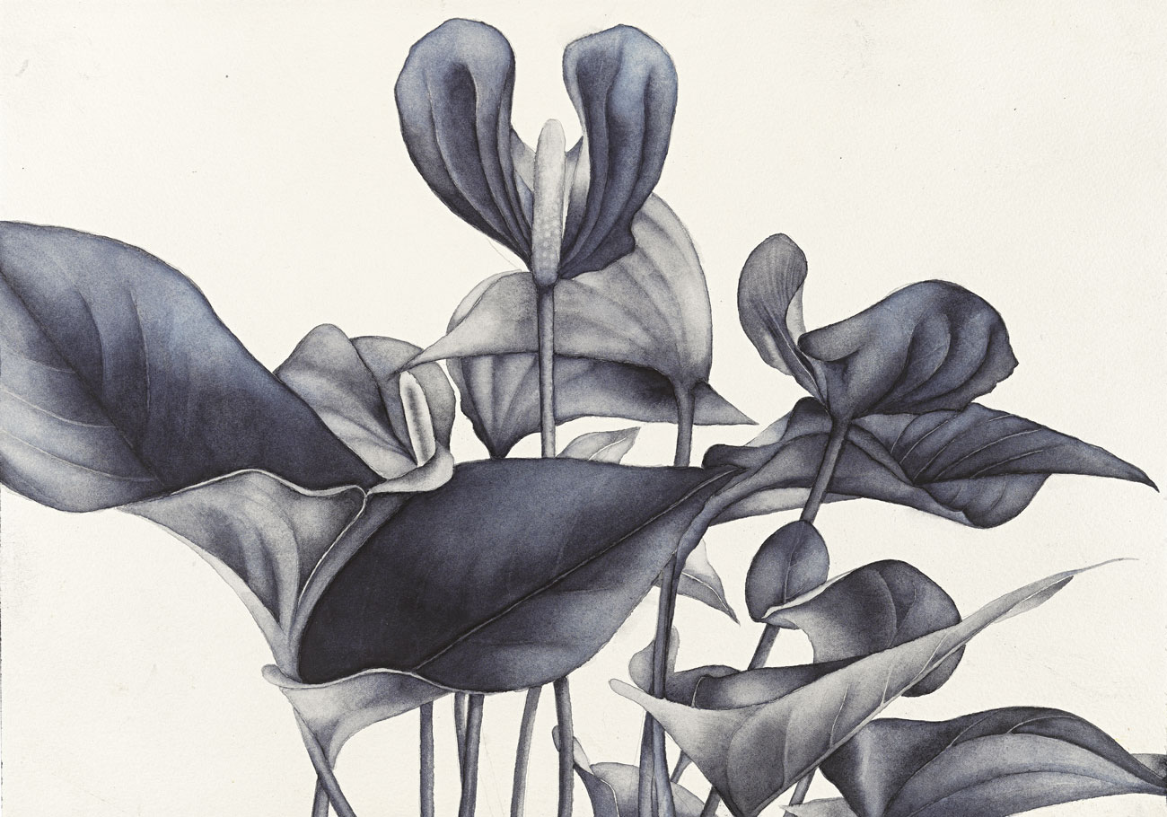 Flores /12 - immagine 1