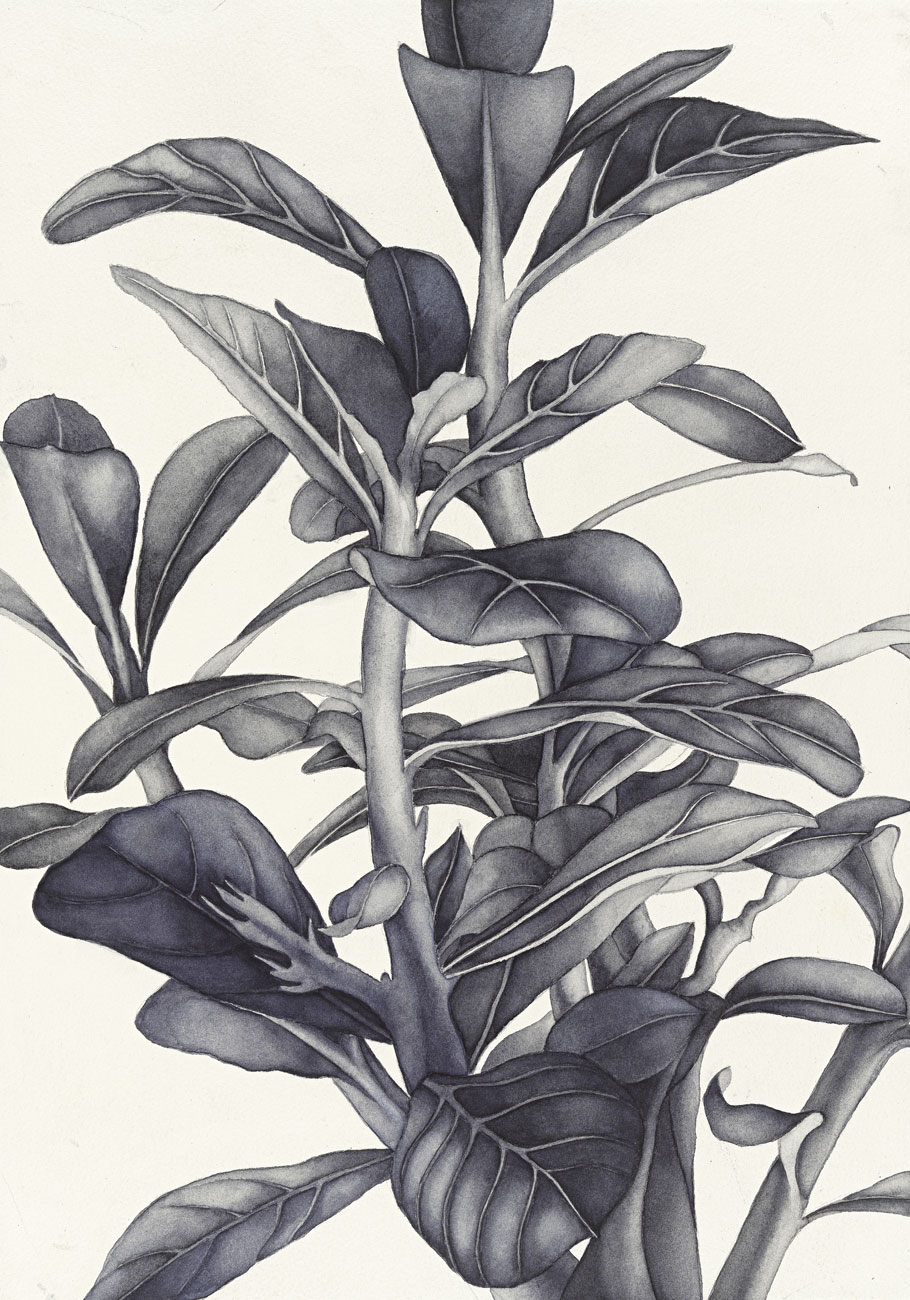 Flores /13 - immagine 1